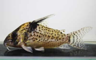 SNキンチャン　ロンドニア（8）