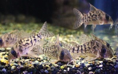 タイガーアンチェスター