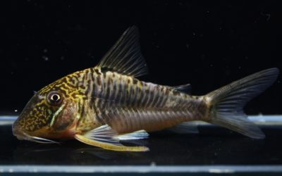 ゲオフロイ　オス（2）