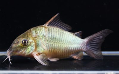 ブロキス　スプレンデンス　ショートボディ