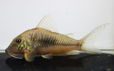 ロンドニアⅦ（3）