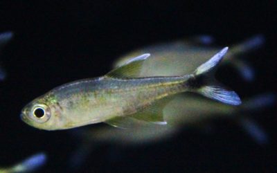 シャトルテトラ リオアラグアイア