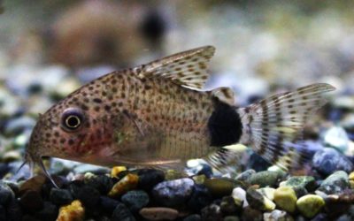 カウディマキュラータス　Wild