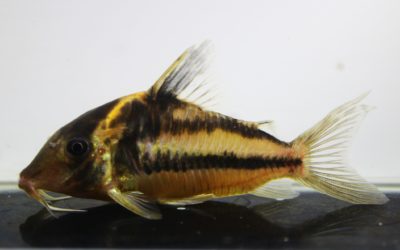 ビファシアータス（7）