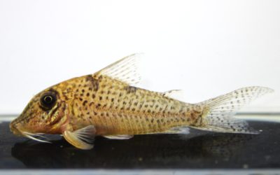 ニュークリスチーナ（1）