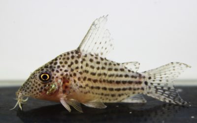 SLNアラグアイエンシス