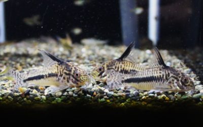 シパリウィニィ　