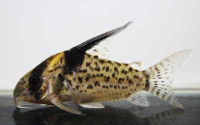 SNキンチャン　ロンドニア（2）