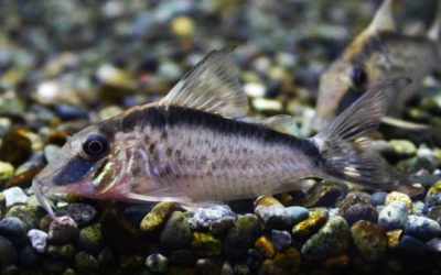 ナルキッスス　M  wild