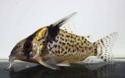 SNキンチャン　ロンドニア（13）