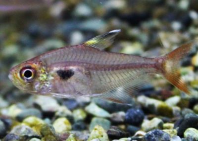 Hy.cf.コペランディ　コロンビア　