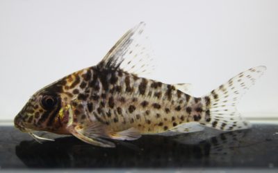 キンチャン　ロンドニア（9）