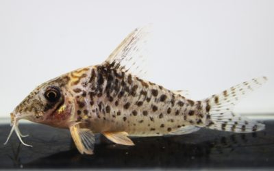 キンチャン　ロンドニア（10）