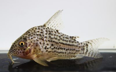 アラグアイエンシス（1）