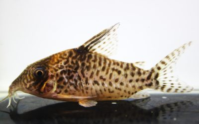 キンチャン　ロンドニア（7）