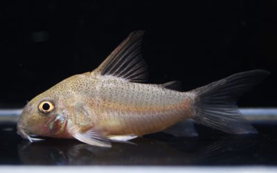 スターダストアウル　タパナホニーリバー