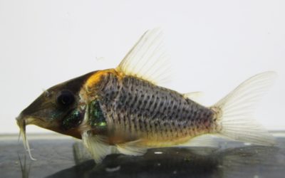 SLNルィーザ（2）