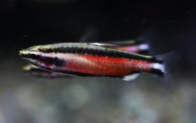 クリムゾンブラックペンシルテトラ