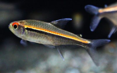 Hy.spアレンカー