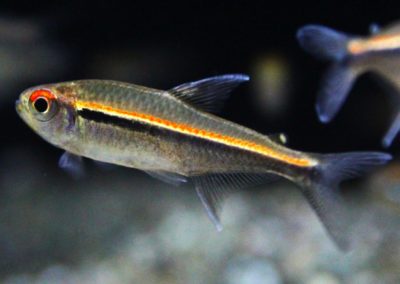 Hy.spアレンカー