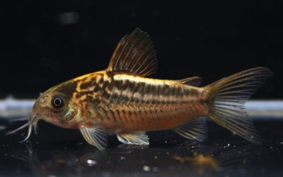 ナヌス　スリナム