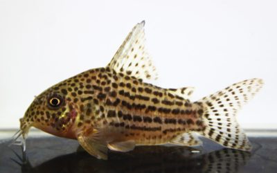 アラグアイエンシス（1）