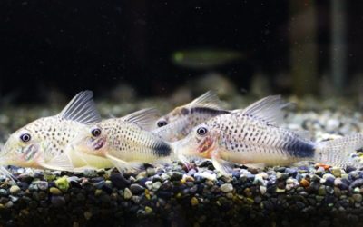 オウラスティグマⅡ　