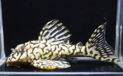 L333スペシャルNo.1系　Ｆ2　ダンプティブリード　ペア