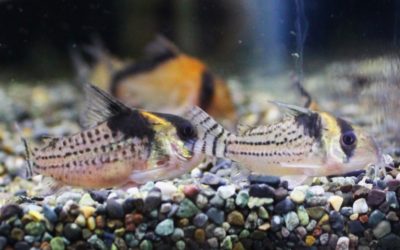 スリナメンシス　コペナムリバー　