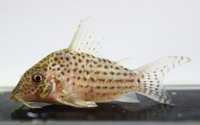 SLNアラグアイエンシス（2）