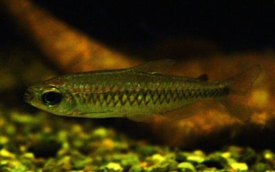 フェナコグラムス　フレクサス　マコウア