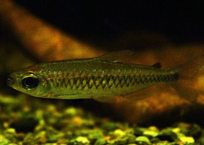 フェナコグラムス　フレクサス　マコウア