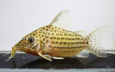 SLNラージスポットアラグアイエンシス