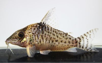 キンチャン　ロンドニア（5）