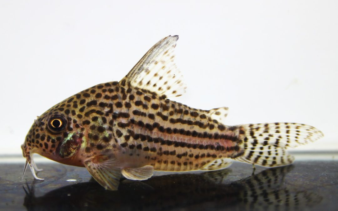 ロボホン　コリドラス コリドラス | AQUASHOP つきみ堂