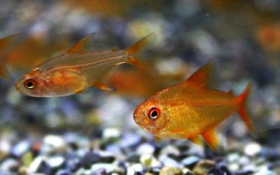 レッドチェリーテトラ ブリード