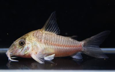 cf.ホワイトバデリ　タパナホニーリバー