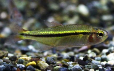 レッドフィングリーンラインラピステトラ