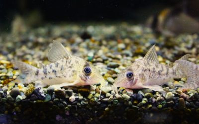 タイガーアンチェスター