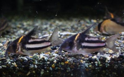 スーパーパラレルス