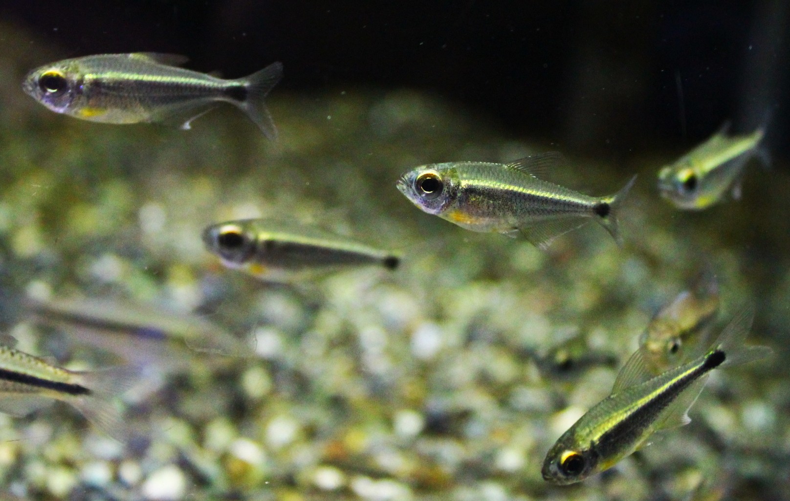 カイアポーテトラ | AQUASHOP つきみ堂