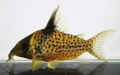 sp.SLNタパジョスイエロー