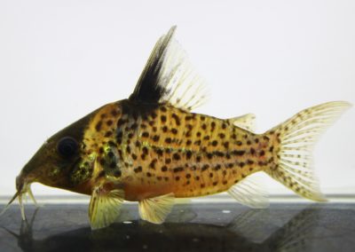 sp.SLNタパジョスイエロー