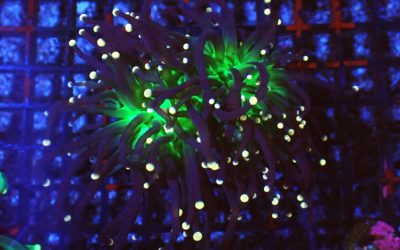 ブラックトーチ プレミアム