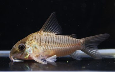 cf.ホワイトバデリVar.　タパナホニーリバー