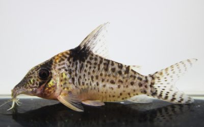 キンチャン　ロンドニア（6）