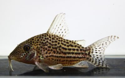 SLNアラグアイエンシス