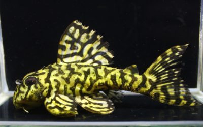 L333スペシャル♂No.1×♀No.2　ダンプティブリード　ペア