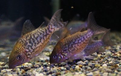 パンタナルエンシスWild