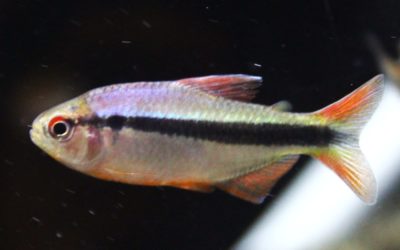 レッドフィンインペリアルラピステトラ